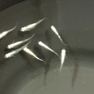 グリーンウォーター（ペットボトル）の画像