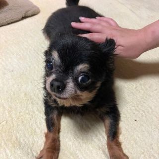 チワワ里親募集早く引き取り可能な方優先しています - 犬