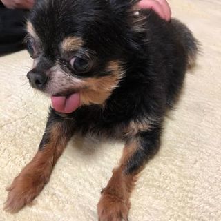 チワワ里親募集早く引き取り可能な方優先しています - 小山市