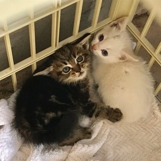 【里親決定しました】可愛い子猫の里親さん募集！