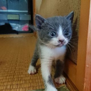 里親さん募集
