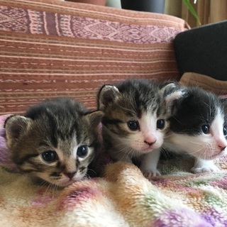 5/5生まれ 仔猫の里親様募集！一旦停止します！