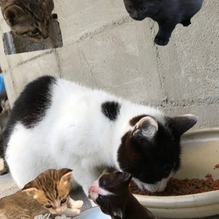 子猫可愛がってくださる方