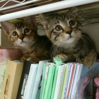 ＼子猫の里親様を募集してます／