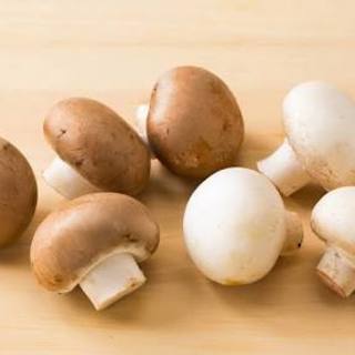 きのこについて🍄 - 新宿区