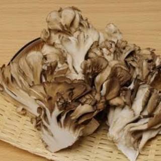きのこについて🍄 - メンバー募集
