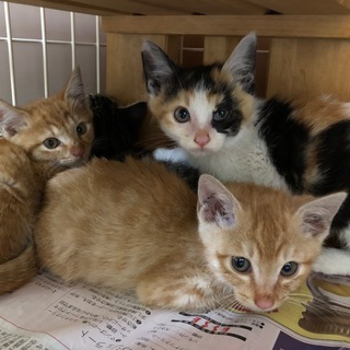 【里親決定】とってもかわいい　５匹の子猫の里親募集の画像