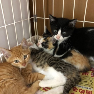 【里親決定】とってもかわいい　５匹の子猫の里親募集 - 大阪市