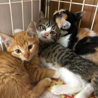 【里親決定】とってもかわいい　５匹の子猫の里親募集 - 猫