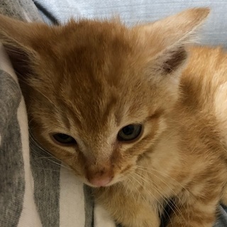 【里親決定】とってもかわいい　５匹の子猫の里親募集 − 大阪府