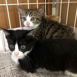 【里親決定】とってもかわいい　５匹の子猫の里親募集 - 里親募集