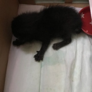 ☆交渉中☆急募 黒猫生後約3日〜5日 追加写真有