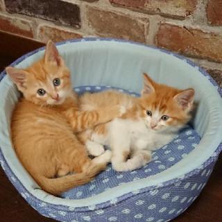 子猫の里親さん募集