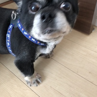 チワワです。引き取って頂ける方を探しています。