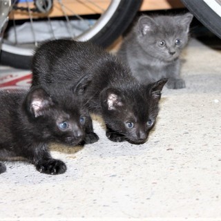 黒2匹、グレー1匹　仔猫の里親を募ります