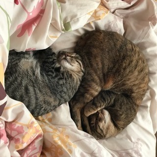 猫友募集！