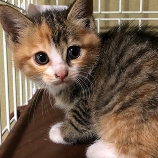 2か月の子猫