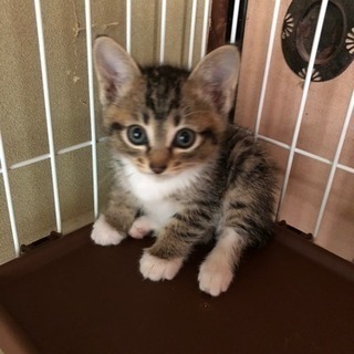 子猫ちゃん里親募集