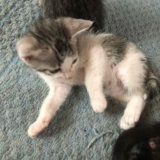 ４月生まれの子猫 - 三島市