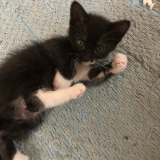 ４月生まれの子猫