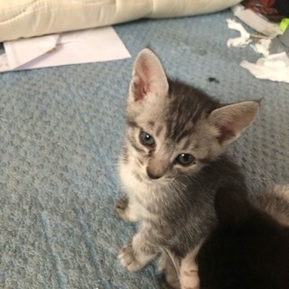 ４月生まれの子猫 - 猫