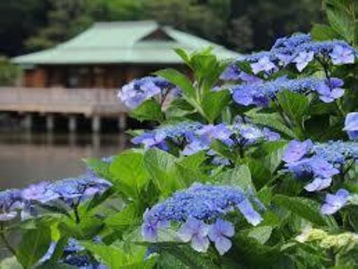 浜離宮庭園アジサイ鑑賞ウォーキング