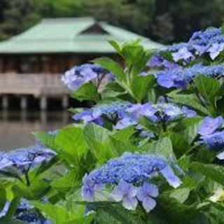 6月10日(日) 梅雨限定！浜離宮庭園アジサイ鑑賞ウォーキングコン！