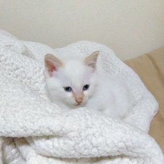 可愛い子猫の里親募集してます。　一時受付停止します。