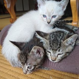 4月11日生まれ