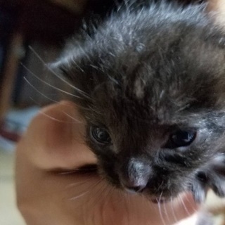 生まれたての仔猫を差し上げます☆(募集を終了させて頂きます）