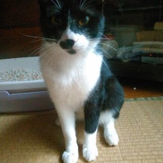 口髭がダンディーなイケメンにゃんこです♪