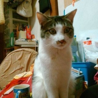 お目めがパッチリなにゃんこです♪