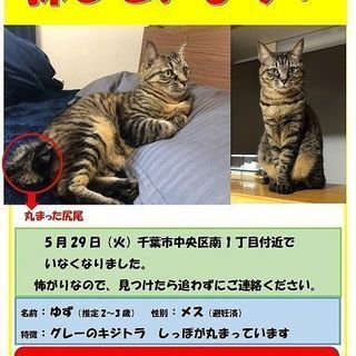 無事保護出来ました！   千葉市中央区南町 キジトラの猫ちゃん、...