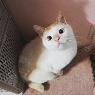 ちょろちゃん