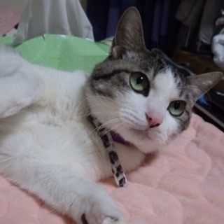ネコ好き限定ですが・・・