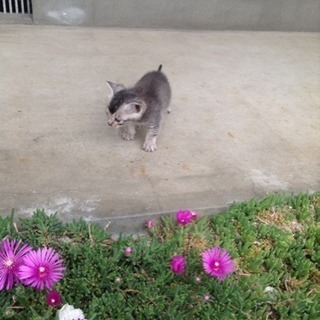 子猫の里親さま募集③モヒカン