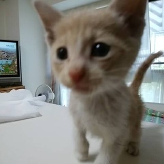 猫好きな方