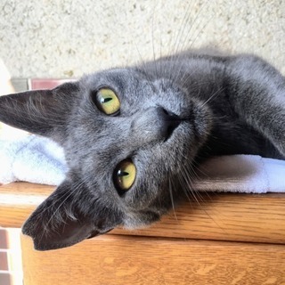 見た目はクール♪ でも甘えん坊さんの1歳のオス猫