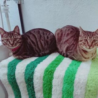 猫2匹を保護しています。