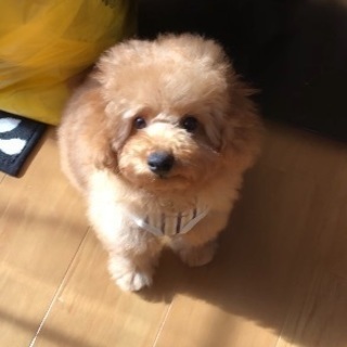 引き取り手を探してます