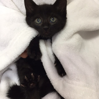 黒猫のメスちゃん2ヶ月半の子猫　ぽて子ちゃん
