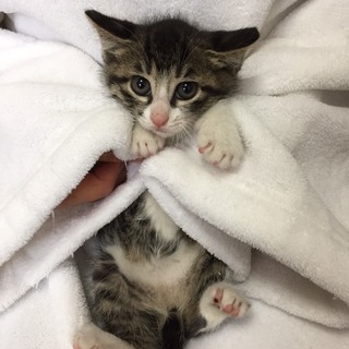 かわいいキジ白の子猫！3カ月未満のメス バニラちゃん