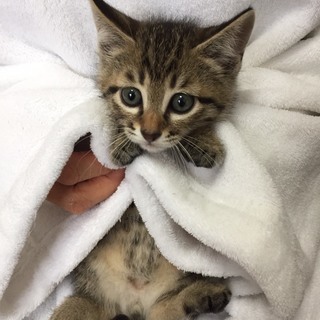 キジトラオス子猫　二カ月半甘えん坊　オレオくん