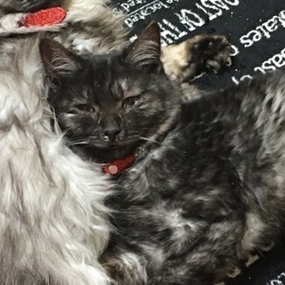 迷い猫を探しています。
