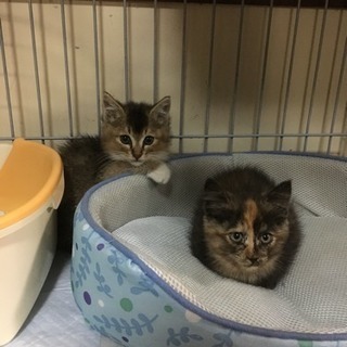 野良子猫  里親決定