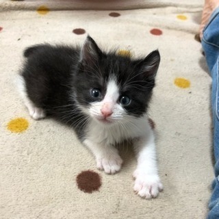 生後1ヶ月の子猫 里親さん募集❗️