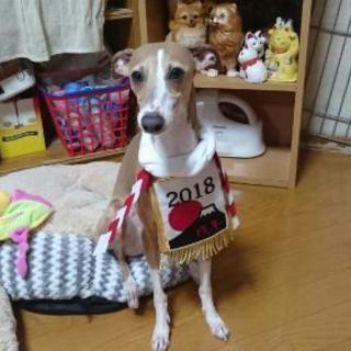 イタグレだーいすき😆 - 瀬戸市
