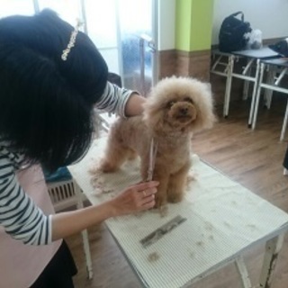 愛犬のために出来ることは、もっとある！神戸愛犬美容専門学院　姫路...