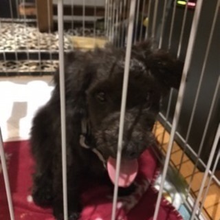 ビションプー5ヶ月 - 犬