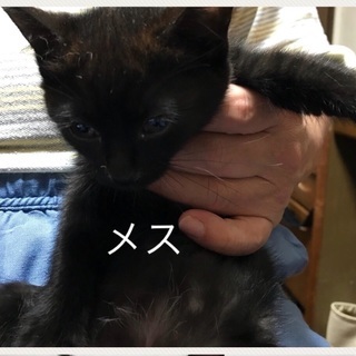 黒猫メスです